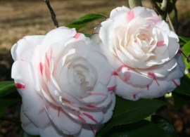 camellia la peppermint 1